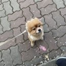 서른살나의펫2 네이버블로그