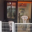 루이펫샵 네이버블로그