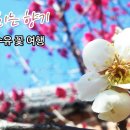 [ 종료 ] 제44차 정기답사 3/26(일요일) 【 섬진강 매화마을, 구례 산수유 마을로 떠나는 봄꽃기행 】 이미지