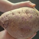 늘해랑농장 | [내돈내산] 손가락만 한 거 시켰는데 팔뚝만 한 게? 왕고구마 습격 사건 (꿀농장)