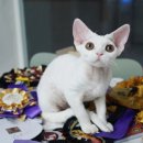 바비돌/픽시윙스캐터리 이미지