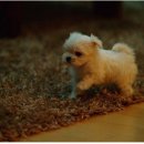 코델리아 이미지