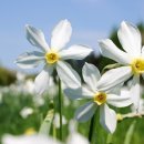 플라워봄 이미지