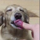 솜사탕 이미지