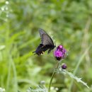 긴꼬리제비나비 이미지