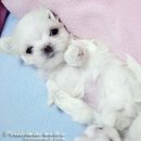 미카엘