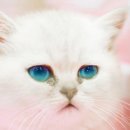 24시 더원 동물병원 이미지