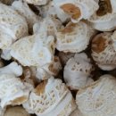 강냉이PC 이미지