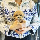 퍼피로그 강아지분양 창원점 이미지