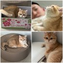 라온캐터리 이미지