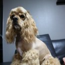 반려견 셀프미용 이미지