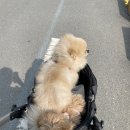 애견카페 펍 곰곰 네이버블로그