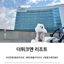 스위트펫 | [영종도 애견동반 숙소] 을왕리 더위크앤 리조트 추천(더테라스 스위트 펫룸 후기)