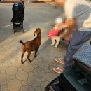 양떼푸드 | [안성] 근교 안성팜랜드 가을 여행 1탄 : 동물체험과 다양한 컨텐츠로 힐링하기