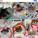 댕냥이점빵 | 창원 강아지수제간식 추천, 생일 파티 필수템 수제케이크가 예쁜 댕냥이점빵