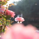 장미공원길 이미지