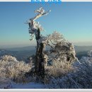 태백산 눈꽃 축제 이미지