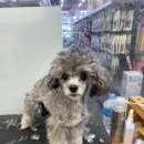 펫마트 강아지 논산점 이미지