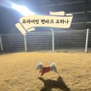 오하나카페 | 부산 금정구 노포동 프라이빗 펫파크 오하나 애견놀이터 다녀온 후기