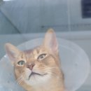 금왕동물병원 이미지