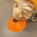 헬로멍뭉 이미지