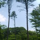 포천 (광릉)국립 수목원에서 즐기는 초록빛 힐링(1) 이미지