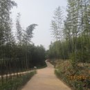 섬진강대숲길 이미지