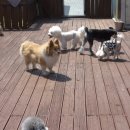 밀독(MILLDOG) 이미지