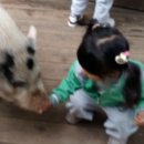 정글쥬쥬