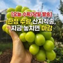 [쿠팡] 3시간만! 맘카페 회원님들께만 드리는 프리미엄 샤인머스캣 특가💚 이미지