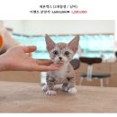 온천장고양이 이미지
