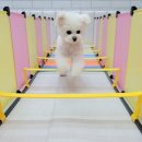 멍찌애견유치원 이미지