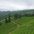 초록잎이 펼치는 세상 이미지