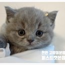 먼치캣 이미지