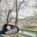 화개보건지소 | 경남 하동 화개 장터 십리벚꽃길 / 실시간 주말 후기, 벚꽃 만개, 우리나라에서 가장 아름다운 벚꽃길