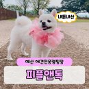피플앤독 느티캠핑장 - 충남예산 캠핑장 애견전용캠핑장 개별울타리 천연잔디