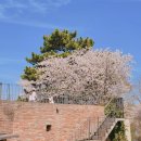 대덕로 | 충남 당진 카페 피어라, 청보리밭과 벚꽃 뷰맛집 주말 방문 후기 &amp; 포토존 추천