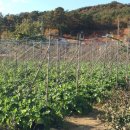 상신2리 이미지