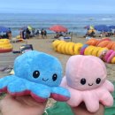 동호해비치 이미지