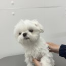 댕그리몽 이미지