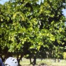 (유)평화항공여행사 | 모리셔스 신혼여행 후기 | 여행사부터 숙소 일정까지