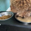 부산 애견호텔 강아지 유치원 미용 우리집첫째 명지본점 이미지