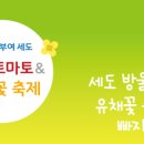부여꽃 이미지