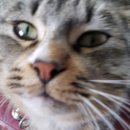 고양이세수 이미지