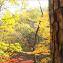 제일여행 Daum카페