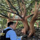 성읍리-17 이미지