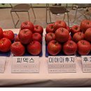 수목화