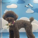 도톨그루밍 이미지