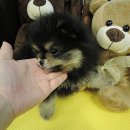 퀸구제 이미지