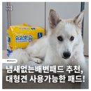 마자마자 | 냄새없는배변패드 추천, 코코뽀숑 하루 한 장 배변패드 대형 솔직후기
